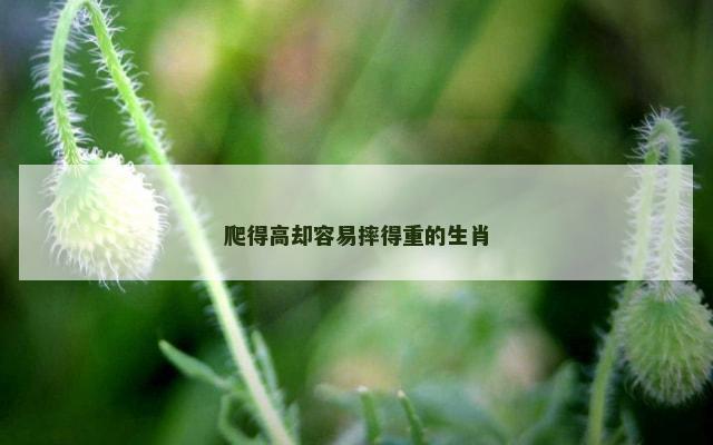 爬得高却容易摔得重的生肖