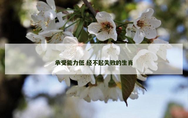 承受能力低 经不起失败的生肖