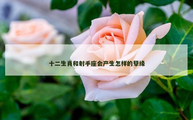 十二生肖和射手座会产生怎样的孽缘