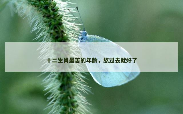 十二生肖最苦的年龄，熬过去就好了