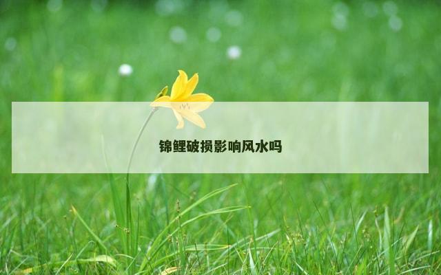 锦鲤破损影响风水吗