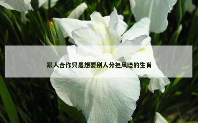 跟人合作只是想要别人分担风险的生肖