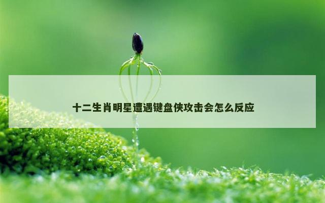 十二生肖明星遭遇键盘侠攻击会怎么反应
