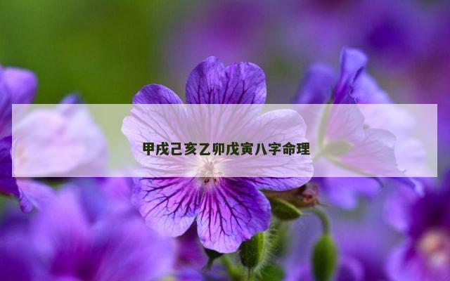 甲戌己亥乙卯戊寅八字命理