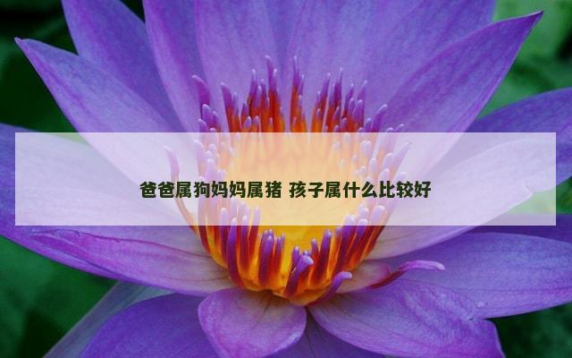 爸爸属狗妈妈属猪 孩子属什么比较好