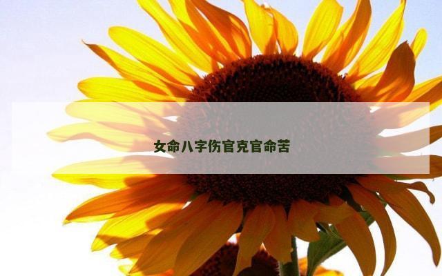 女命八字伤官克官命苦