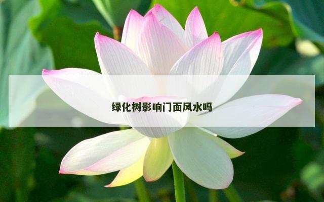 绿化树影响门面风水吗