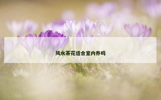 风水茶花适合室内养吗