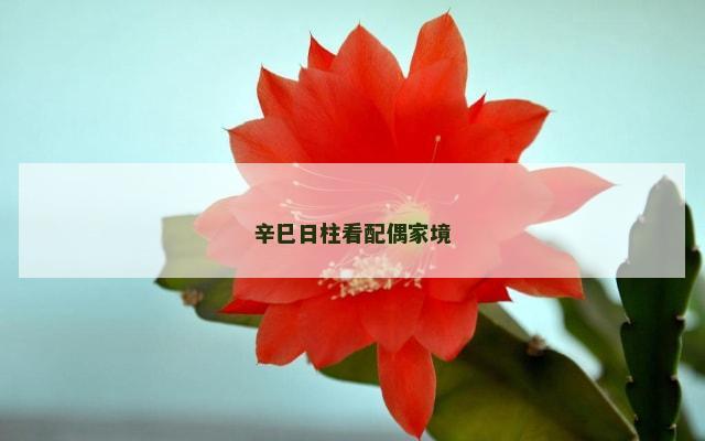 辛巳日柱看配偶家境