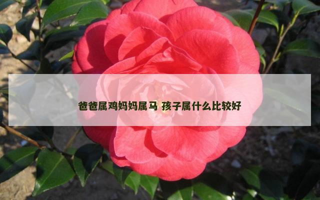 爸爸属鸡妈妈属马 孩子属什么比较好