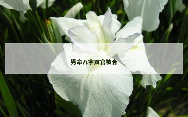 男命八字双官被合