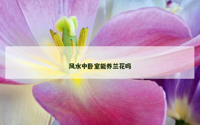 风水中卧室能养兰花吗