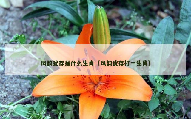 风韵犹存是什么生肖（风韵犹存打一生肖）