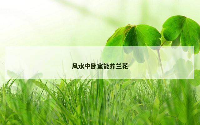 风水中卧室能养兰花