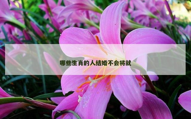 哪些生肖的人结婚不会将就
