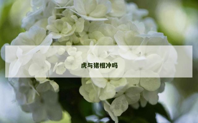 虎与猪相冲吗