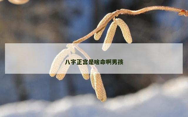 八字正宫是啥命啊男孩