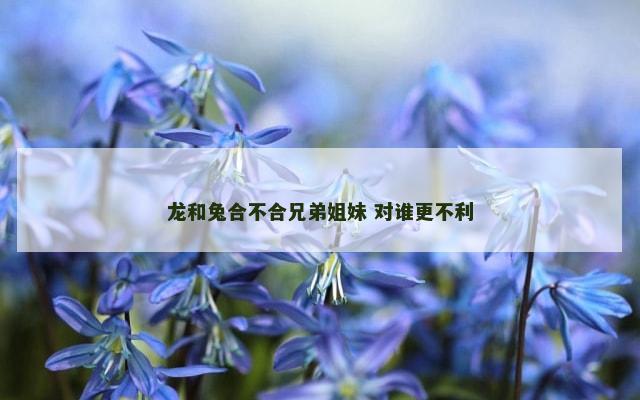 龙和兔合不合兄弟姐妹 对谁更不利
