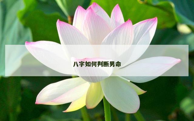 八字如何判断男命