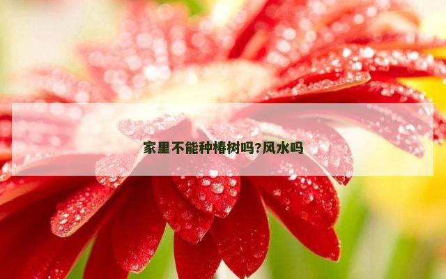 家里不能种椿树吗?风水吗