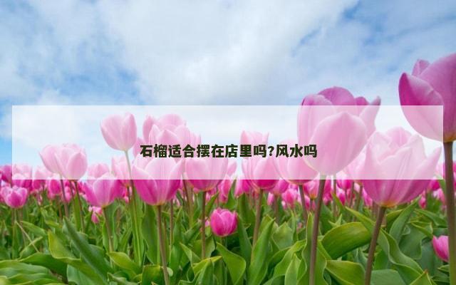 石榴适合摆在店里吗?风水吗