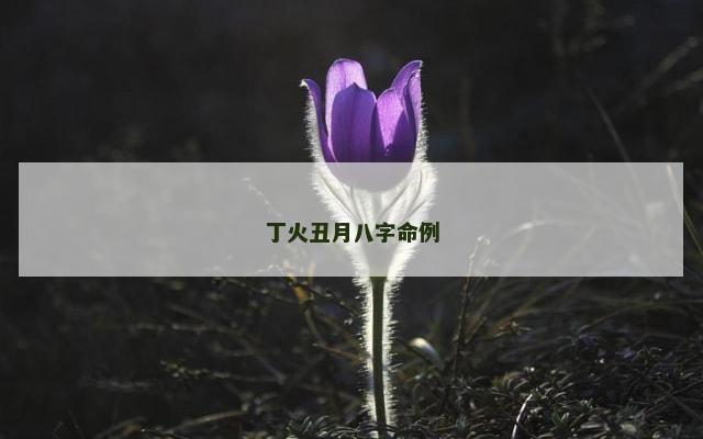 丁火丑月八字命例