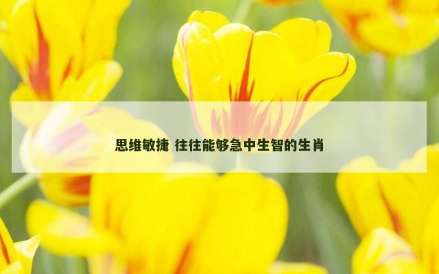 思维敏捷 往往能够急中生智的生肖