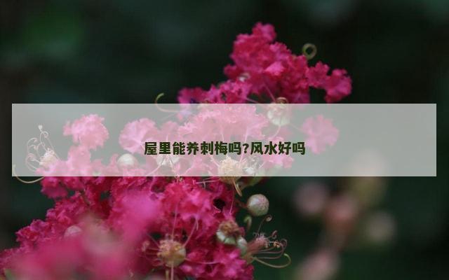 屋里能养刺梅吗?风水好吗