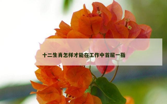 十二生肖怎样才能在工作中首屈一指