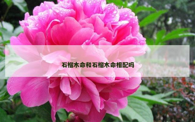 石榴木命和石榴木命相配吗