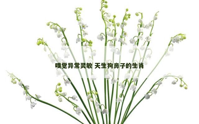 嗅觉异常灵敏 天生狗鼻子的生肖