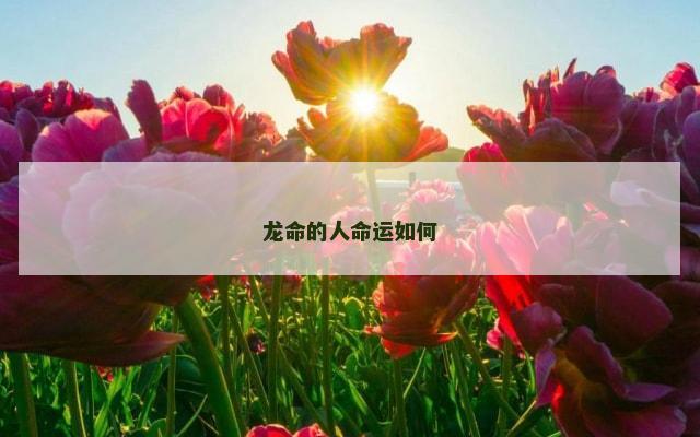 龙命的人命运如何