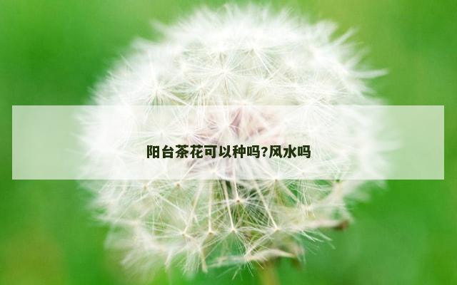 阳台茶花可以种吗?风水吗