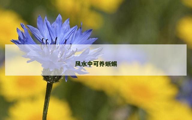 风水中可养蜥蜴