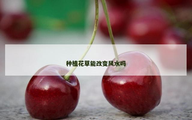 种植花草能改变风水吗