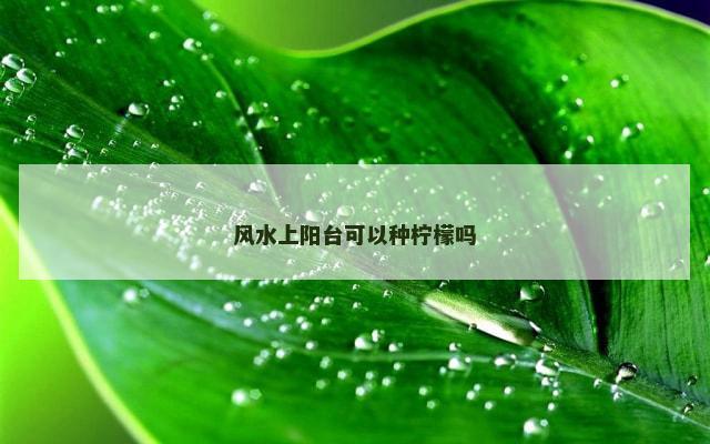风水上阳台可以种柠檬吗