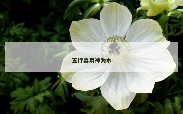 五行喜用神为木