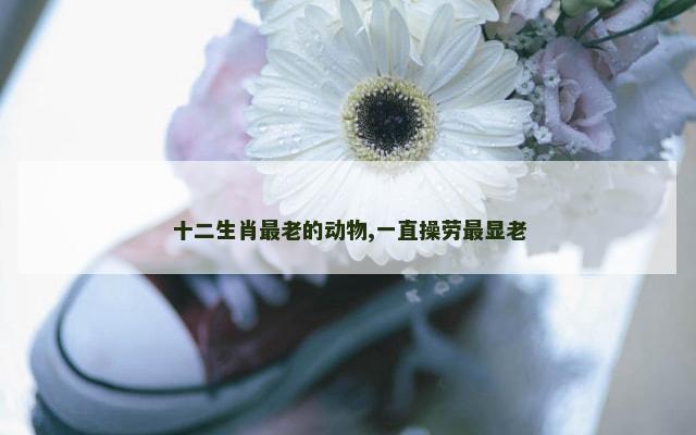 十二生肖最老的动物,一直操劳最显老