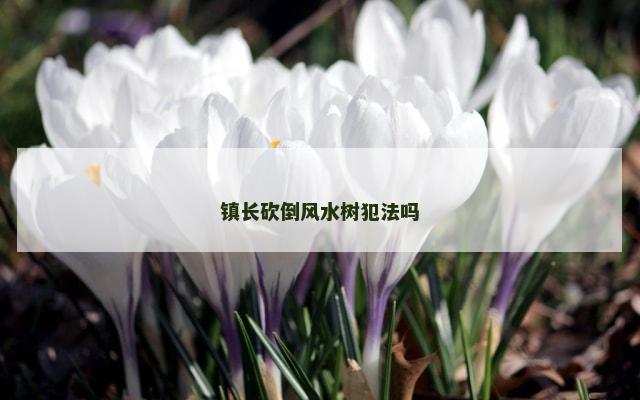 镇长砍倒风水树犯法吗