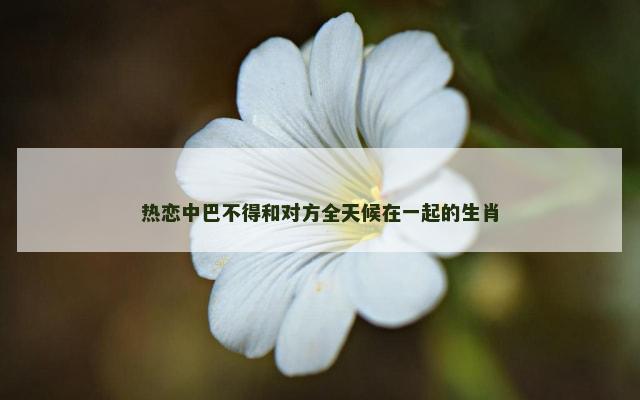 热恋中巴不得和对方全天候在一起的生肖