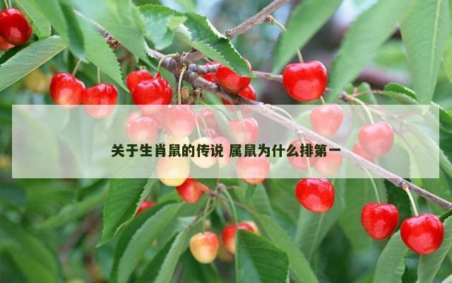 关于生肖鼠的传说 属鼠为什么排第一