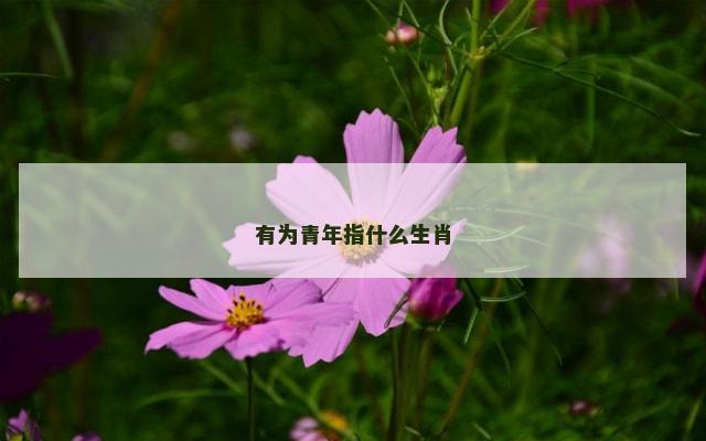 有为青年指什么生肖