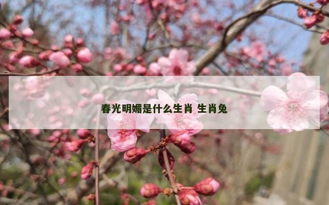 春光明媚是什么生肖 生肖兔