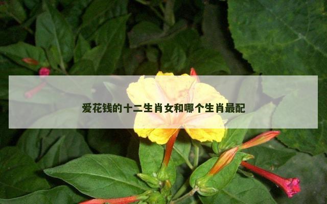 爱花钱的十二生肖女和哪个生肖最配