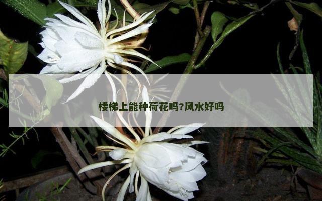 楼梯上能种荷花吗?风水好吗