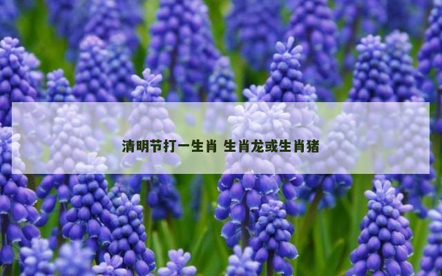 清明节打一生肖 生肖龙或生肖猪