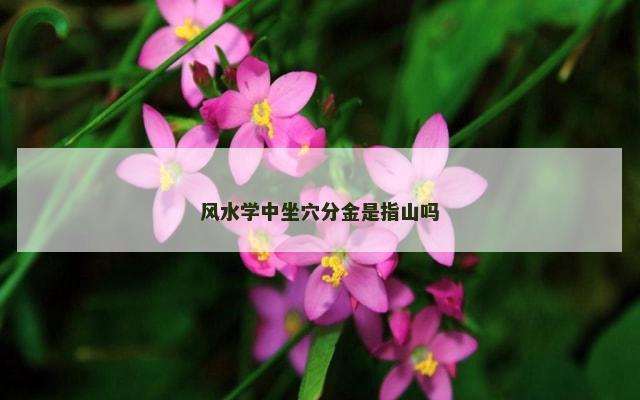 风水学中坐穴分金是指山吗