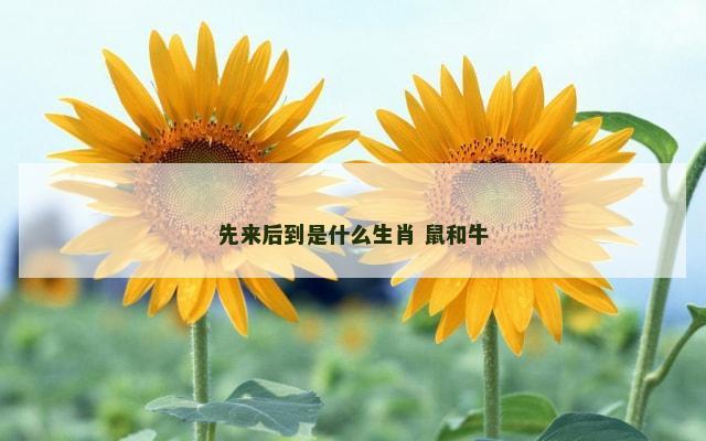 先来后到是什么生肖 鼠和牛