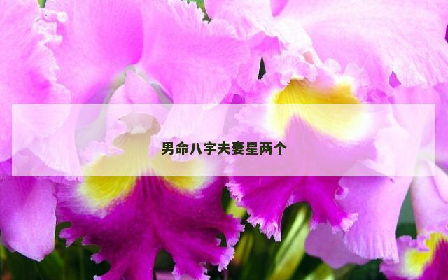 男命八字夫妻星两个
