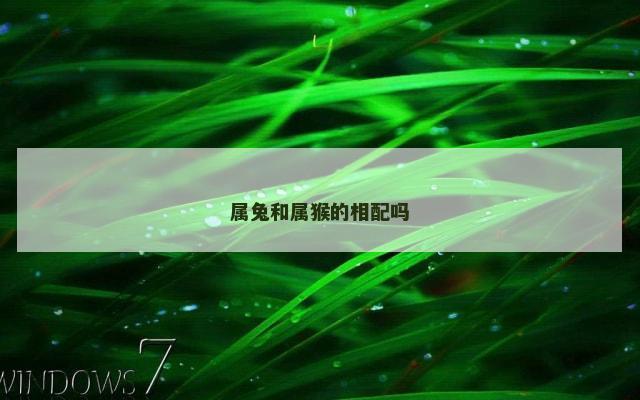 属兔和属猴的相配吗